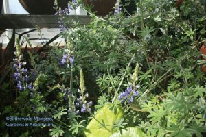 silver lupine (Lupinus albifrons)