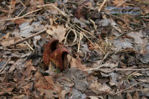 skunk cabbage (Symplocarpus foetidus)