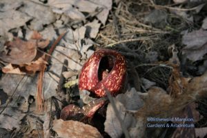 Skunk cabbage (Symplocarpus foetidus)