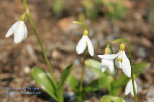 Snowdrops (Galanthus sp.)