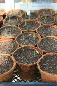 Sweet peas in coir pots