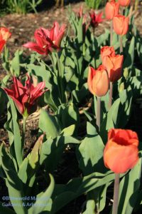 Tulipa 'Pimpernel' and 'Annie Schilder'