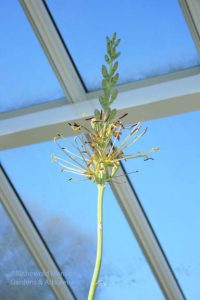 Agave 'Spot' blooming in shades of green! (started on 4-23)