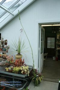 Agave 'Spot' reaching for the sky