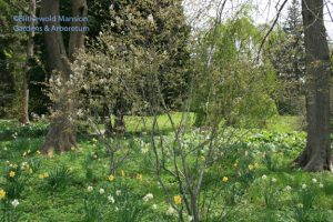 Amelanchier (Serviceberry, Shadbush)