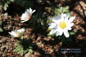 Anemone blanda 'White Splendour'