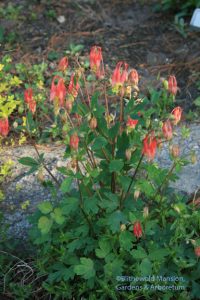 Aquilegia canadensis (Columbine)