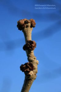 European ash (Fraxinus excelsior) in bud