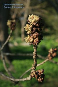 Fraxinus excelsior (European ash)