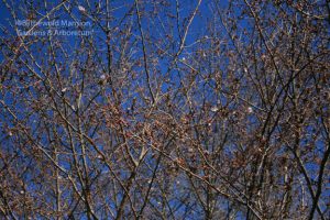 Autumn cherry (Prunus x subhirtella) 'Autumnalis'