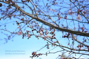 Prunus x subhirtella 'Autumnalis' - Higan cherry just coming into bloom