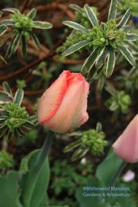 Tulipa 'Big Chief' and Daphne 'Carol Mackie'