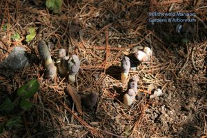 Bloodroot - Sanguinaria canadensis - in bud