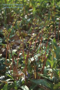 Bosquet fern. I need to learn my ferns - anyone know its name?