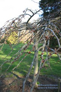 Camperdown elm - Ulmus glabra 'Camperdownii'