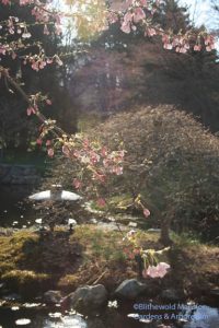 Water Garden cherry coming into bloom (Prunus x yedoensis 'Akebono')