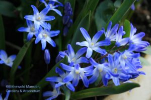 Chionodoxa - Glory of the snow