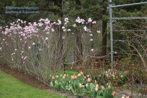 Magnolia x loebneri 'Leonard Messel' and clashing tulips