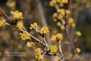 Cornelian cherry (Cornus mas)