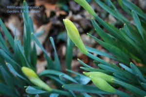 Daffodils ready to pop