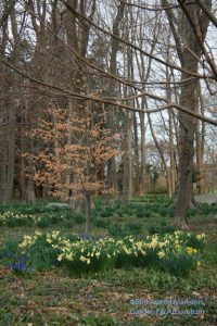 daffodils and scilla in the Bosquet 4-6-09