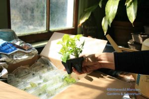 The dahlia cuttings as they arrived