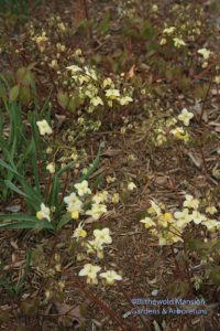 Epimedium