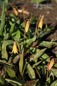 Dog's-tooth violet/Trout lily (Erythronium)