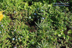 Myosotis sylvatica (Forget-me-not) and its doppelganger Brunnera macrophylla (Siberian bugloss) on the right