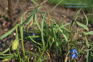 Fritillaria meleagris - Checkered lily still in bud