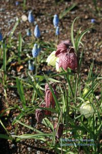Fritillaria meleagris (Checkered lily) and Muscari 'Valerie Finnis' (Grape hyacinth)