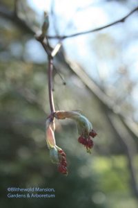 Acer japonicum 'Aconitifolium' (Full moon cut leaf Japanese maple)