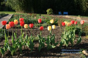 Tulipa 'Gudoshnik'