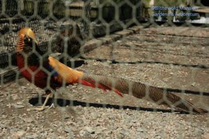 Pheasant on guard at Haskell's