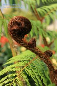 a tree fern fist at Haskell's