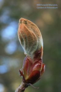 Red horsechestnut emerging (Aesculus x carnea 'Briotii')