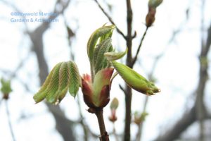 Red horsechestnut leafing out