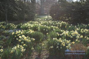 Narcissus 'Ice Follies'