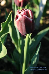 Tulipa 'Jackpot'