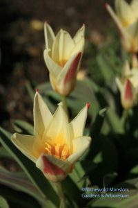 Tulipa 'Johann Strauss'