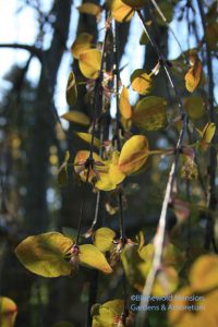 Cercidiphyllum japonicum 'Pendulum' (Weeping katsura)