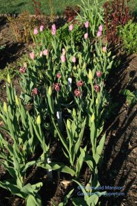 Lavender/violet tulips