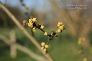 Spice bush (Lindera benzoin)