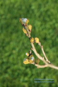 Maackia amurensis jewels