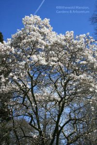 Magnolia stellata (Star magnolia) blooming from top down