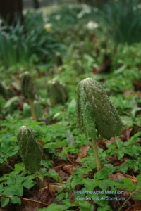 Mayapples unfurling (Podophyllum peltatum)