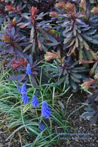 Muscari armeniacum - Grape hyacinth