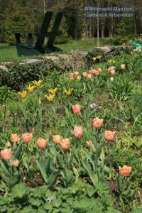 North Garden tulips