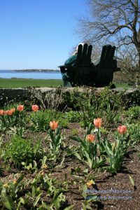 Tulips and reverie in the North Garden