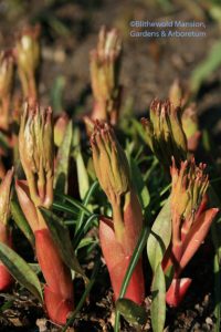 Peony emerging